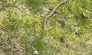 MINISHOW How To Conquer Your Fears