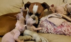 London the Boxer is the Best Babysitter of Sphynx Kittens