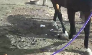 Lyla the Corgi Leading a Horse