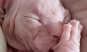 Sphynx Kitten Sucking Thumb