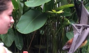 Feeding a Bat Some Fruit