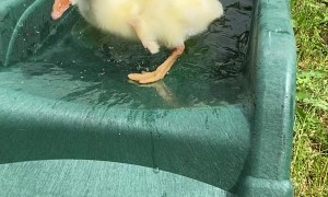 Gosling Gets Stuck on Slide