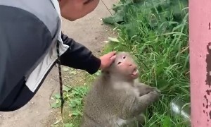 Monkey Scares a Woman