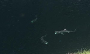 Sharks Basking in Tranquil Inlet