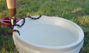 Coral Snake Balances on Bucket's Edge