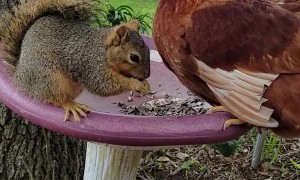 Chicken and Squirrel Quarrel Over Seeds