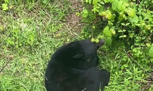 Family of Bears Search Properties for Open Bin