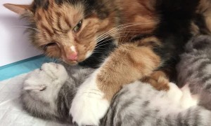 Calico Momma Cuddling Her Kitten