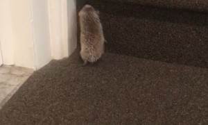 Stairs to High for Hedgehog