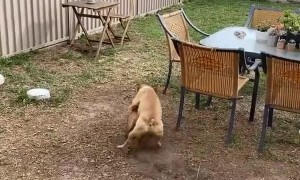 Dog Chases Ball Without Running