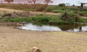 Watch this Gazelle incredibly outmaneuver a charging Lion