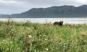 Close Encounter with a Mama Grizzly in Alaska