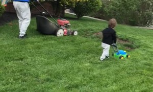 Toddler Follows Dad's Lead in Mowing the Lawn