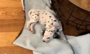 Puppies Asleep on the Lounge Room Floor