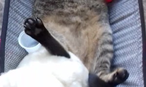 Cat Loves Riding in Baby Stroller