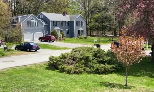 Big Bee Buzzes By on Scooter