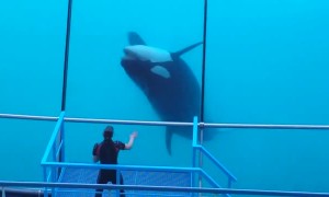 Talented Orca Puts on Performance