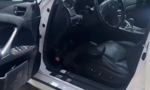 Cutie Josie Jumps into Car