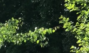 Squirrel Eating From a Custom Picnic Table