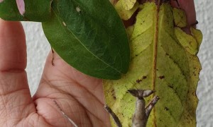 Beautifully Unique and Colorful Pet Bugs