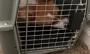 Corgi Pup Takes Stay at Home Order Very Seriously