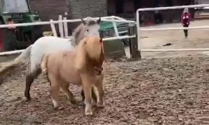 Cute horses plating around