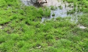 Lab with Cerebellar Hypoplasia Loves Splashing in Puddles