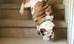 Eager Bulldog Takes a Tumble