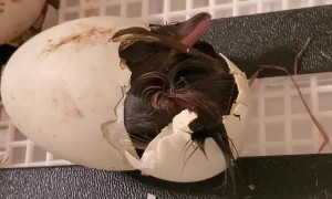 Duckling Hatching from its Egg