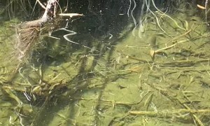 Very Old Turtle Snaps Up a Snack