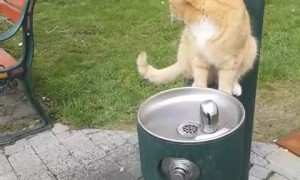 Kitty Waits for People to Turn the Tap on for Him