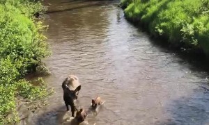 Momma Moose and Babies Enjoying the River