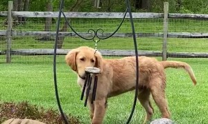 Wind Chimes Gets Pup Wound Up
