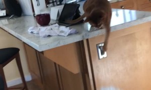 Cat on Counter Slaps Westie Dog