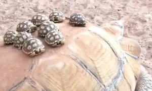 Baby turtles go for a ride on their mother's back