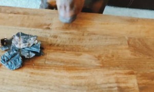 Doberman Learns to Never Trust the Shell Game