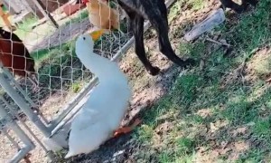 Duck Pecks at Dog's Behind