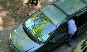 Bear Cubs Chased out of Minivan