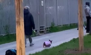 Tiny Steps for Adorable Dog