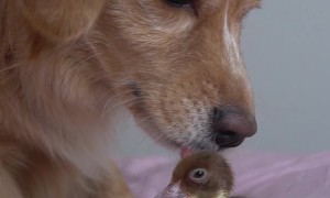 Dog Gets to Know Duckling