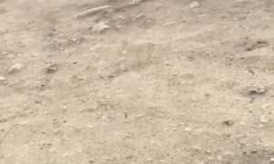 Quick Reflexes Keep Girl from Throttling into Truck