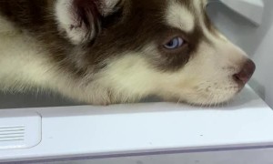 Siberian Husky Pup Wants to Nap on Fridge Shelf