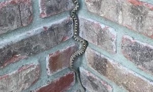 Snake Scales Up Brick Wall