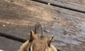 Chipmunk Fills its Cheeks
