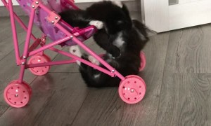 Whimsical Kittens Playing on a Stroller