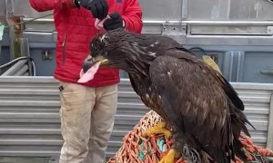Hand Feeding A Beautiful Bald Eagle