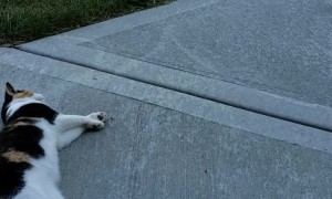 Lazy Cat Naps at the Sight of Cucumber