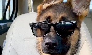This puppy is cooler than you could ever be