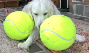 Happy Golden Playing with Her Giant Tennis Balls