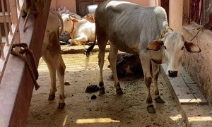 Cheeky Monkey Heckles Innocent Cows.